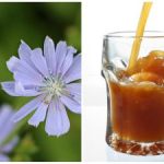 Cum să faci cu ușurință kvass din cicoare la domiciliu:
