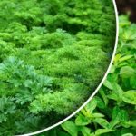 Dați o recoltă într-o lună: ce puteți semăna sau planta
