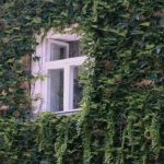 Expert a numit plantele „agresive” care nu ar trebui plantate