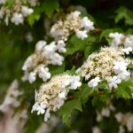 Grădinarii au numit 7 plante care nu ar trebui să
