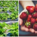 Ultimul acord al toamnei: acțiuni simple care afectează fructele de